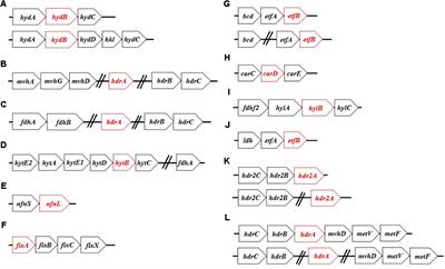 Origin and Evolution of Flavin-Based Electron Bifurcating Enzymes